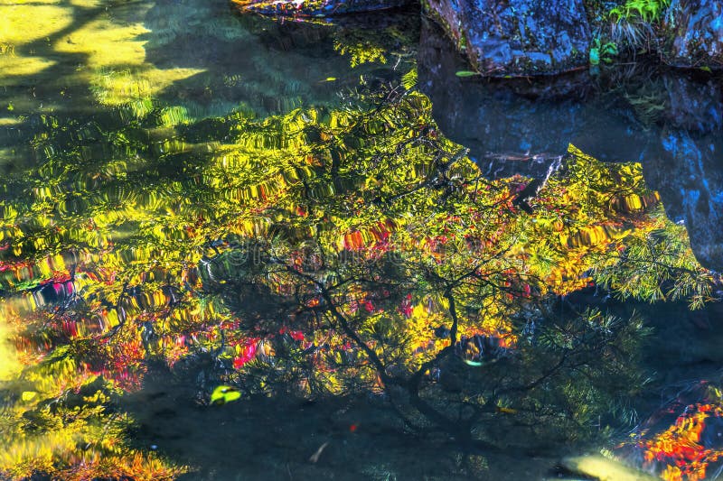 Chute feuilles jardin ginkakuji pavillon argent temple bouddhiste kyoto japon image libre de droits