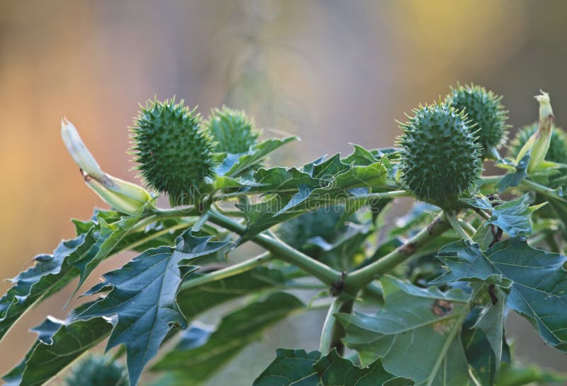 Green and raw seedcases of jimsonweed in late summer evening. Green and raw seedcases of jimsonweed in late summer evening