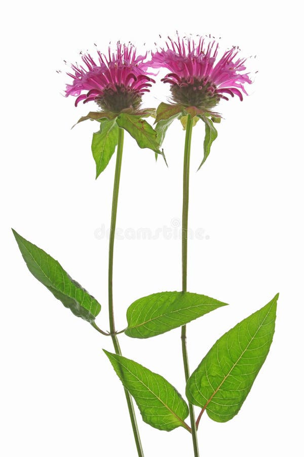 Two flowers of Oswego tea or Bergamot - Monarda didyma - against a white background. Two flowers of Oswego tea or Bergamot - Monarda didyma - against a white background