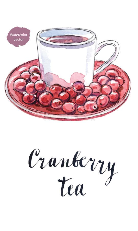 Chá do arando em um copo branco ilustração do vetor