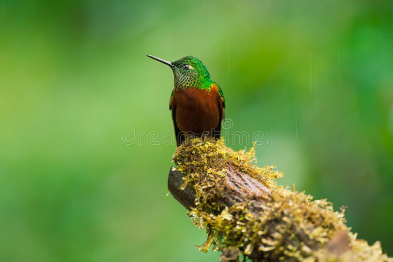 Châtaigne-Breasted Coronet sous la pluie image stock Châtaigne-Breasted Coronet sous la pluie image stock