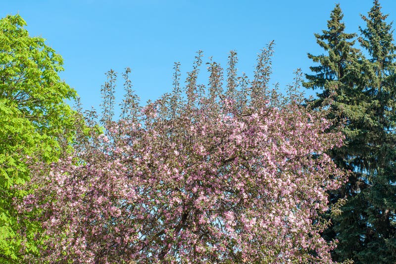Châtaigne, sapin et pommier de floraison avec les branches se développantes de rose en parc dans le jour ensoleillé le ressort co image stock Châtaigne, sapin et pommier de floraison avec les branches se développantes de rose en parc dans le jour ensoleillé le ressort co image stock