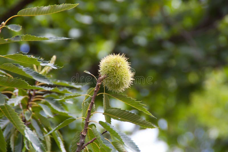 Download Châtaigne sur l'arbre photo stock. Image du extérieur - 45356458