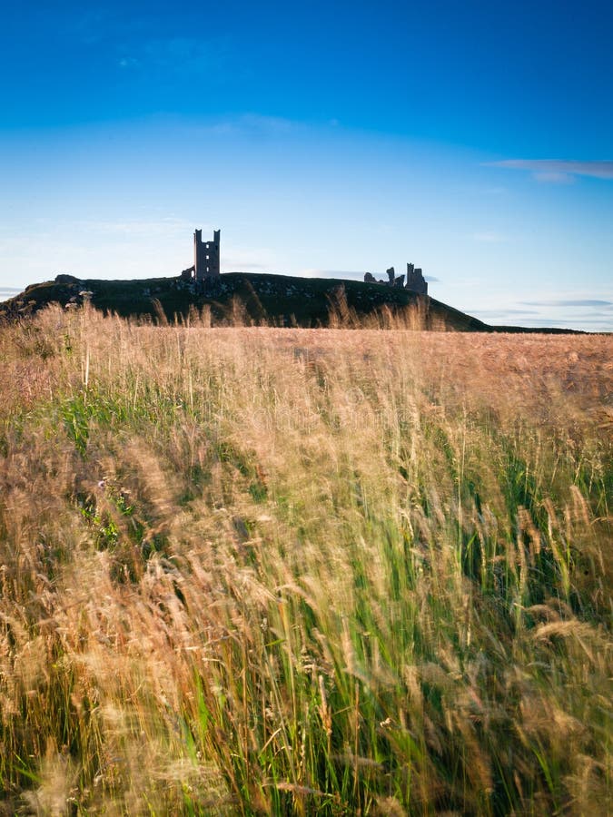 Dunstanburgh Castle in Northumberland over a wheat field in the early morning. Dunstanburgh Castle in Northumberland over a wheat field in the early morning