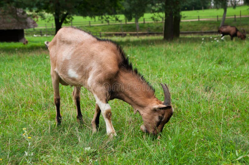 La chèvre frôle dans le ménage écologique naturel