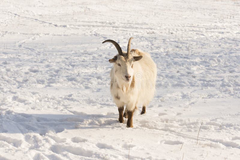 2,389 Photos de Chèvre Dans La Neige Photos de stock gratuites et