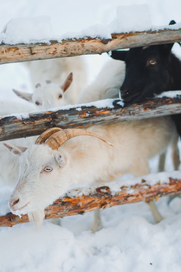 2,389 Photos de Chèvre Dans La Neige Photos de stock gratuites et