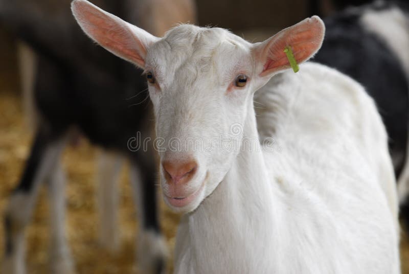 Saanan dairy goat doe in the barn. Saanan dairy goat doe in the barn