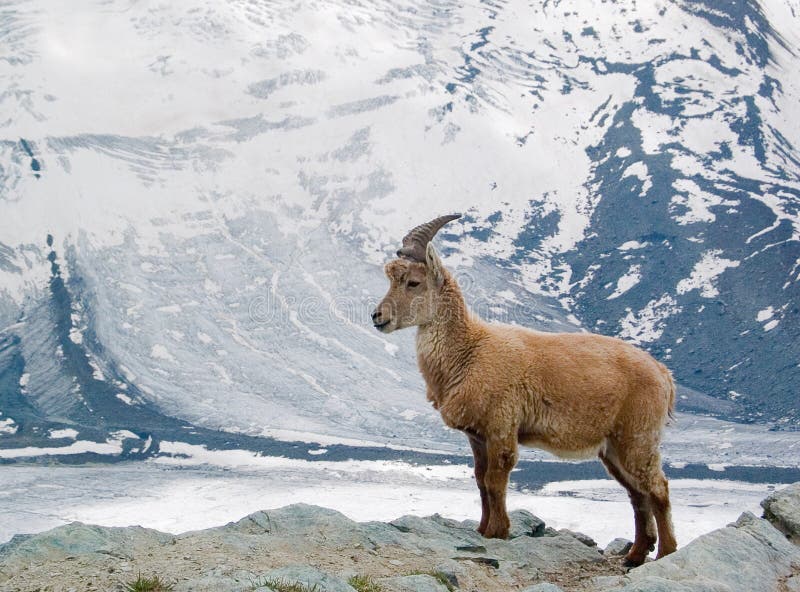 Chèvre des neiges image stock. Image du klaxons, laines 42023175