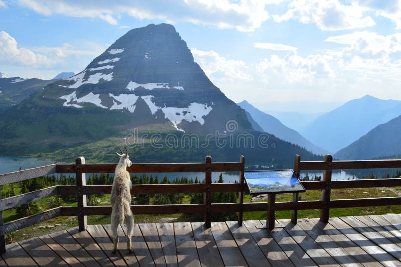 Chèvre de montagne appréciant la vue au parc national de glacier image stock Chèvre de montagne appréciant la vue au parc national de glacier image stock