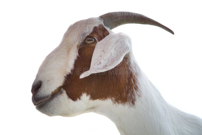 Chèvre sur fond blanc élevage isolé cornes d'animaux de ferme mammifères production laitière