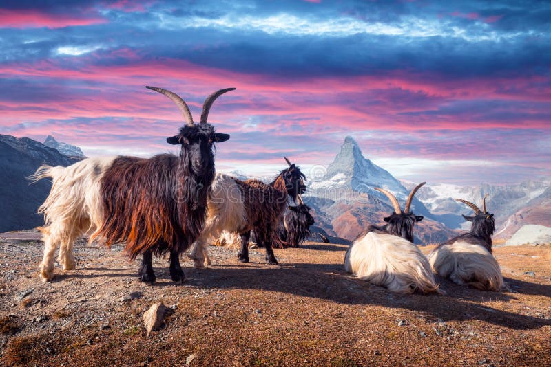 Chèvres de combat sur le fond de crête du Matterhorn cervino images stock