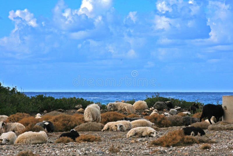 Chèvres de repos. photo stock