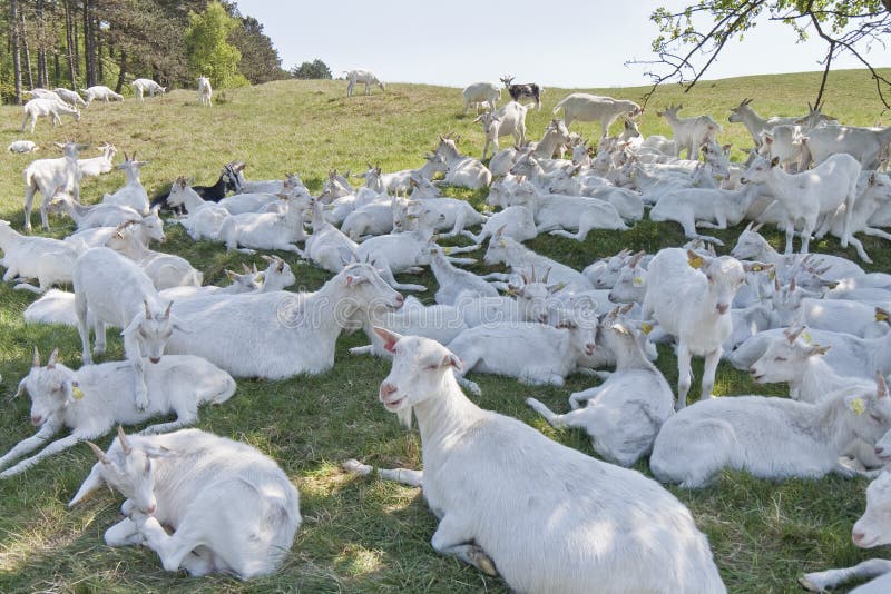 Chèvres de repos image stock
