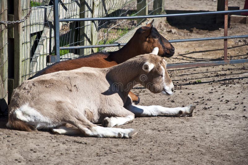 Chèvres de repos photographie stock