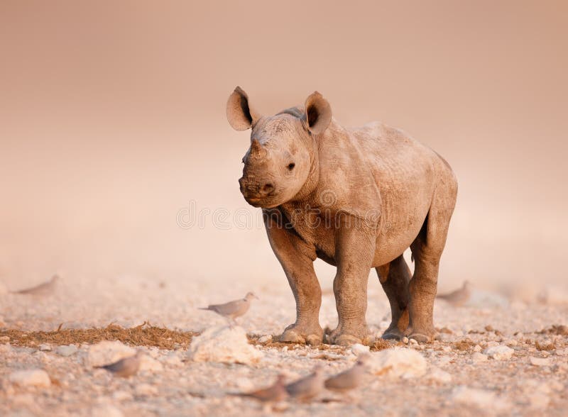 Chéri de rhinocéros noir photo stock Chéri de rhinocéros noir photo stock