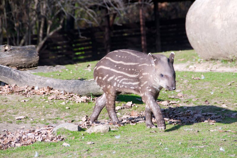 Chéri de Tapir photos libres de droits Chéri de Tapir photos libres de droits