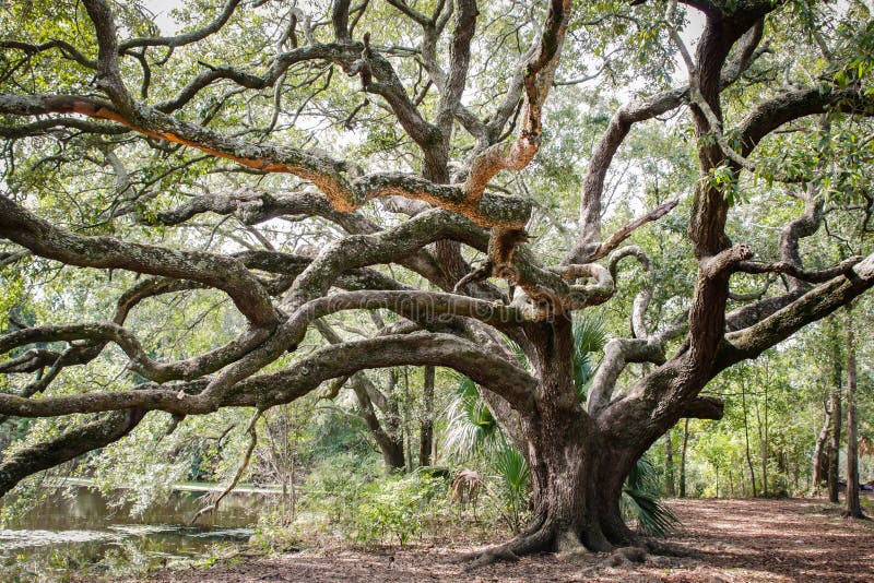 Chêne de parc de ville de la Nouvelle-Orléans