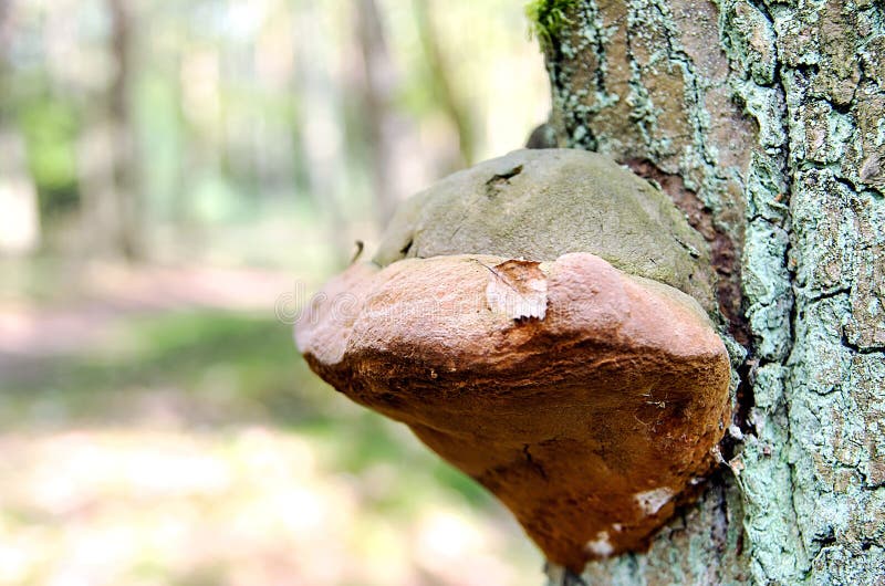 Chêne fongueux de Polypore dans la forêt images libres de droits Chêne fongueux de Polypore dans la forêt images libres de droits