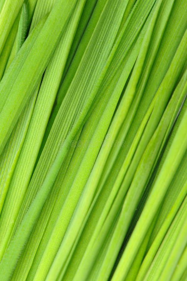 Hierba como fondo foto de archivo
