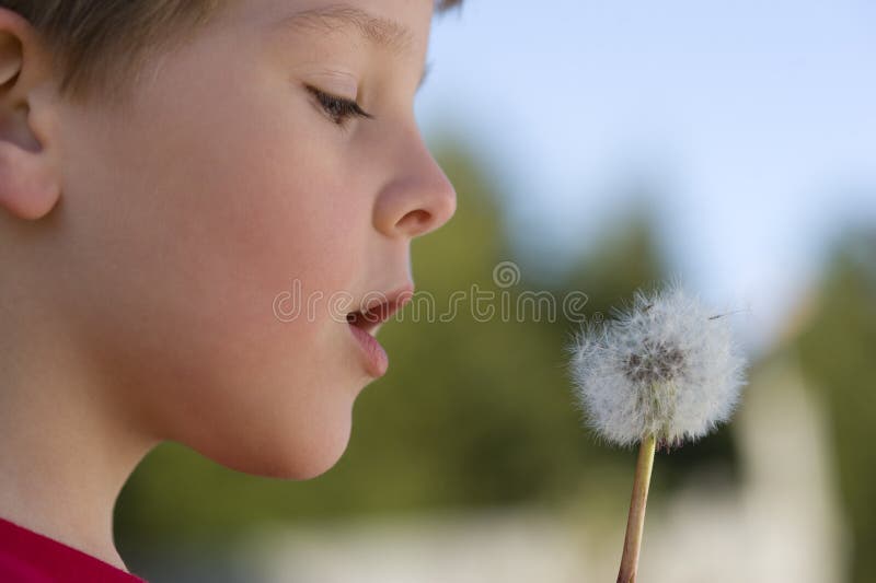 chłopiec dandelion robi życzeniu fotografia stock chłopiec dandelion robi życzeniu fotografia stock