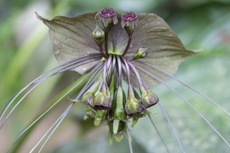 Ciérrese Para Arriba Del Chantrieri Andre, La Flor Negra Del Tacca Del Palo  Foto de archivo - Imagen de grande, palo: 150113998