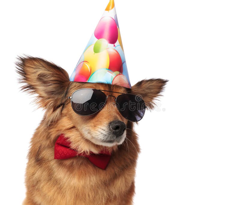 pegar Contradecir Noroeste Ciérrese Para Arriba Del Perro Con Clase Fresco Listo Para La Fiesta De  Cumpleaños Foto de archivo - Imagen de mirando, colorido: 114467024