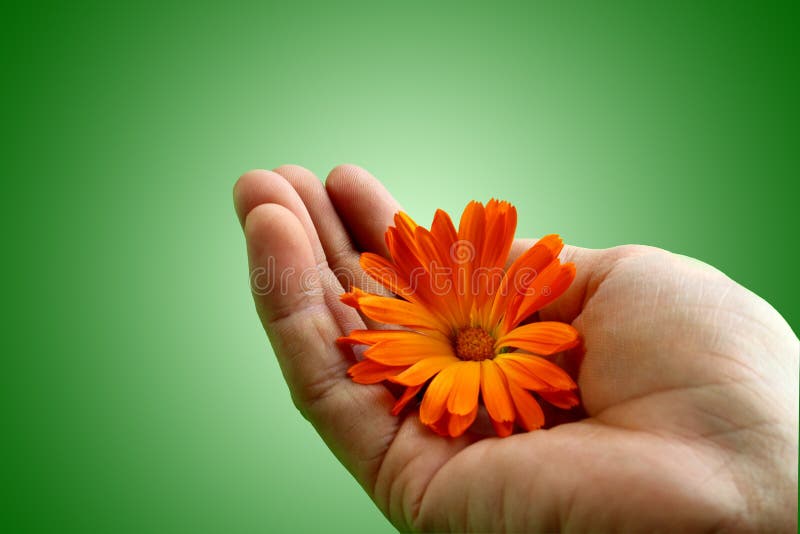 Hand holding a flower with care. Hand holding a flower with care