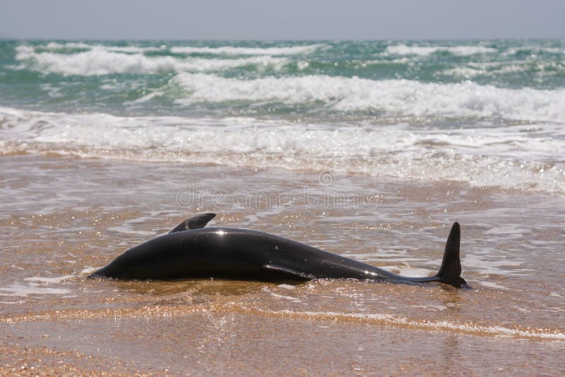 Ciało bottlenose nieżywi delfiny myjący na ląd