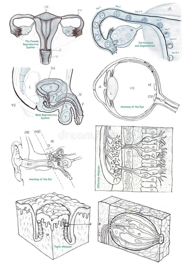 Ciało ludzkie anatomii majchery wzory, część Ja royalty ilustracja Ciało ludzkie anatomii majchery wzory, część Ja royalty ilustracja