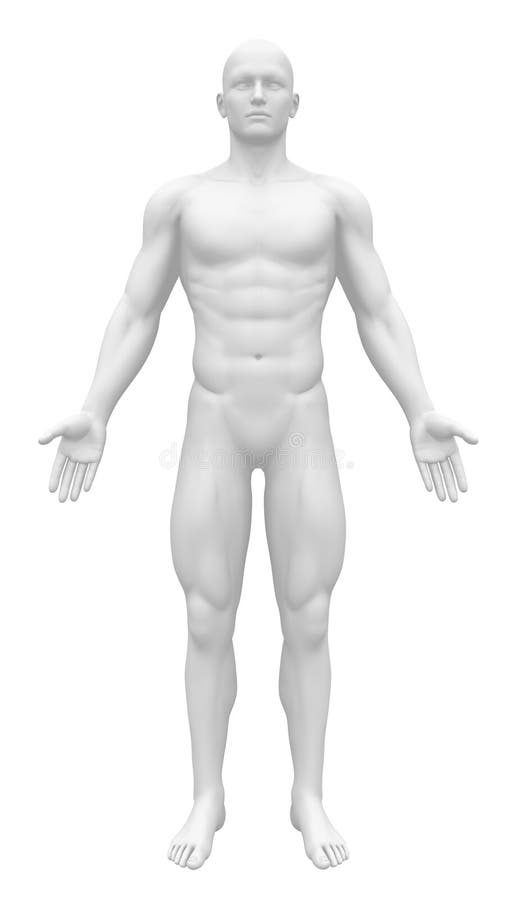 Pusta anatomii postać - Frontowy widok