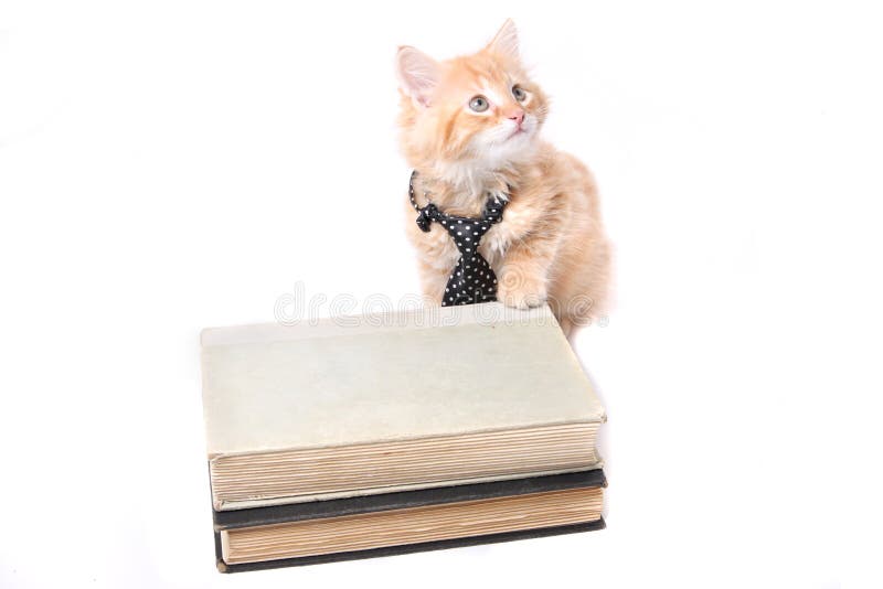 Cibo arancio del gattino fotografie stock libere da diritti Cibo arancio del gattino fotografie stock libere da diritti
