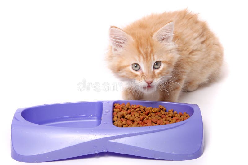 Cibo arancio del gattino immagine stock Cibo arancio del gattino immagine stock