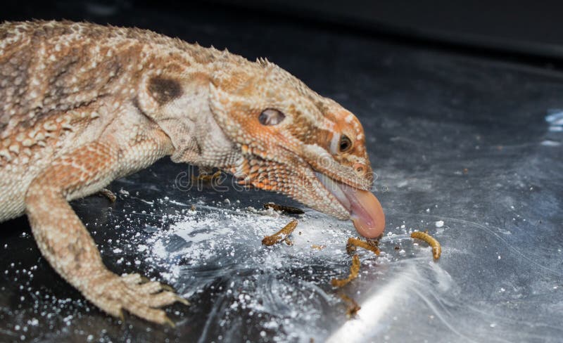 Decorazioni Per Terrario Rettili | Piante Artificiali Appese Con Ventose Per Draghi Barbuti E Gechi - Foto 2