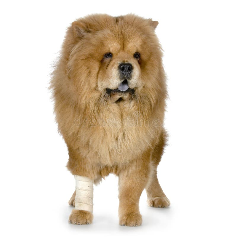 Chow Chow in front of a white background. Chow Chow in front of a white background