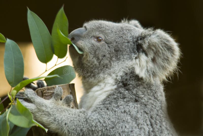 Cibo del Koala immagine stock. Immagine di fogli, mangi 3193595