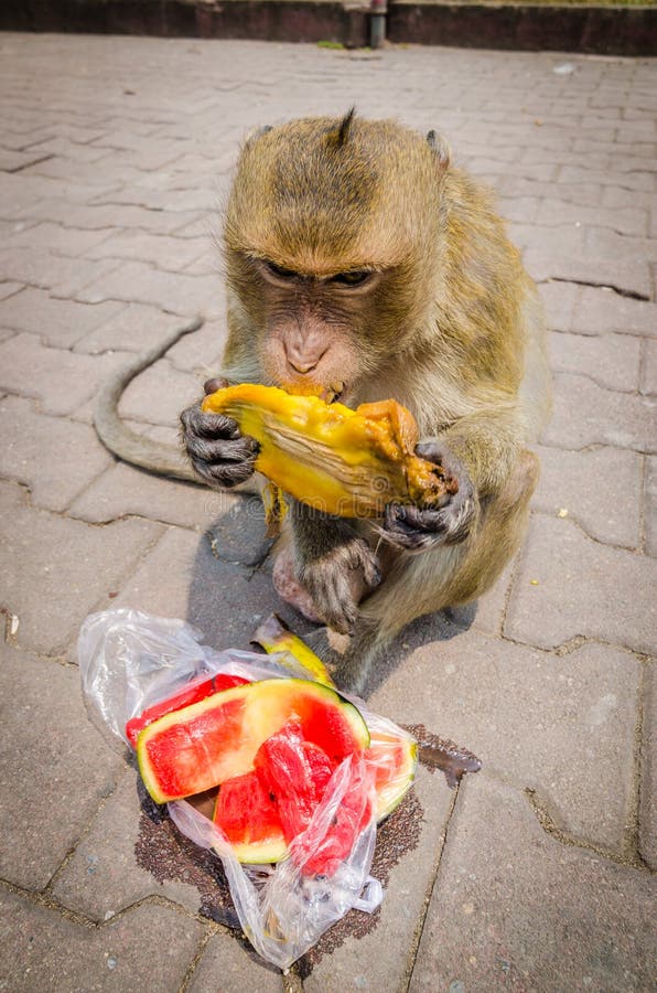 Cibo della scimmia. immagine stock libera da diritti