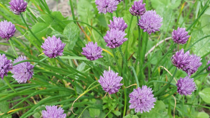 Ciboulette fraîche à fleurs. Ciboulette verte dans le jardin