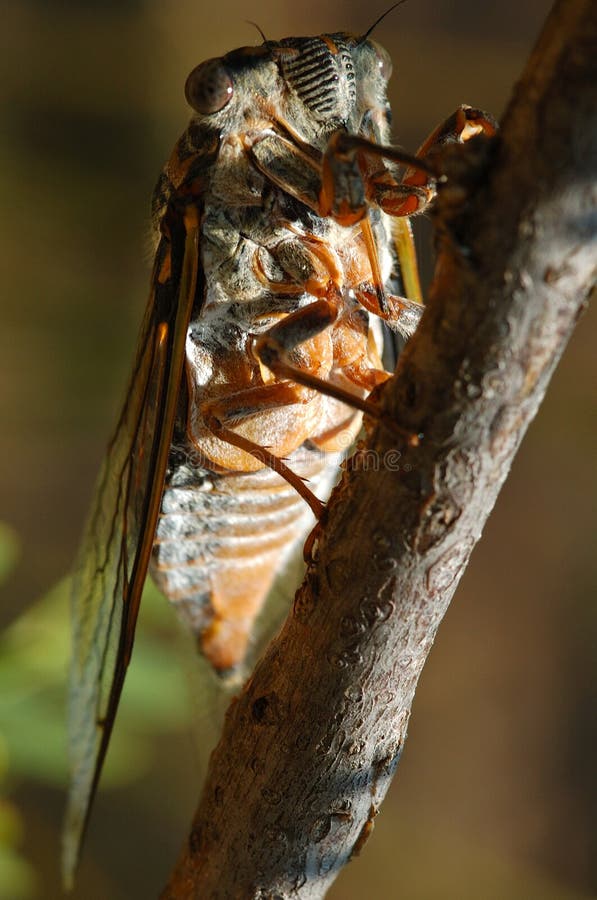 Cicada