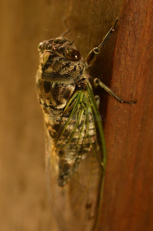 Cicada Closeup Showing Big Round Brown Eyes Stock Image Image of