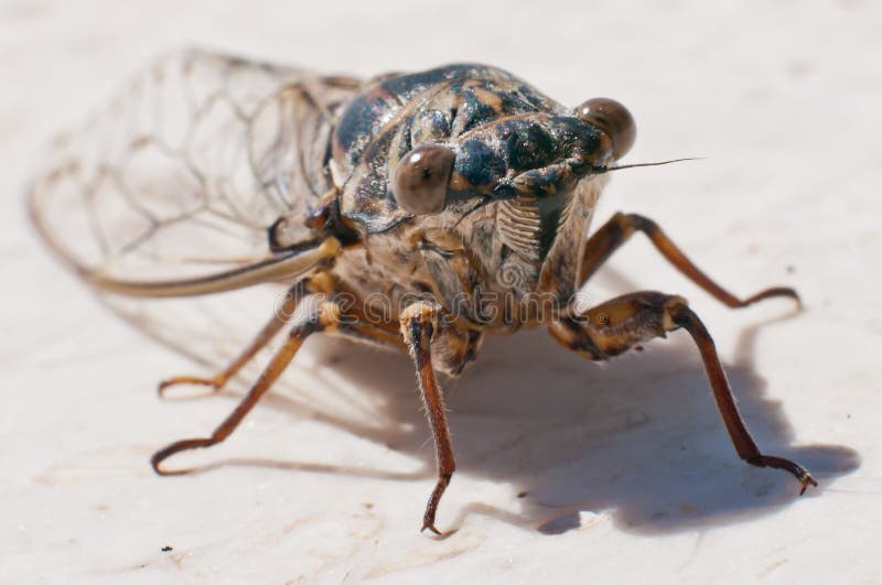 Cicada