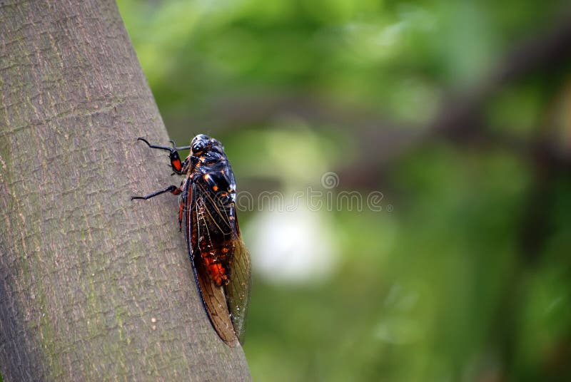 Cicada