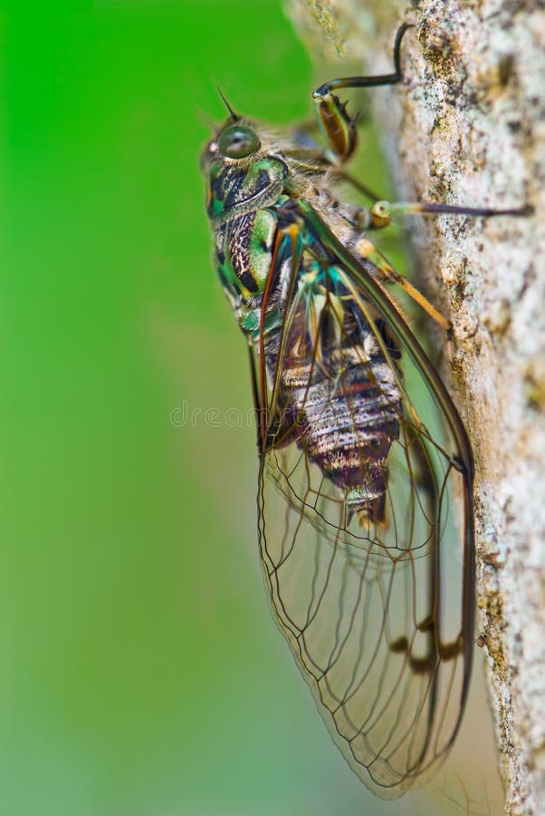 Cicada