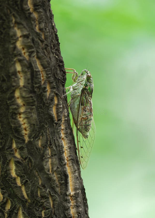 Cicada on bole