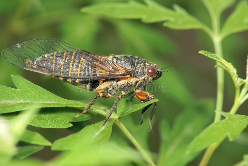 Cicada