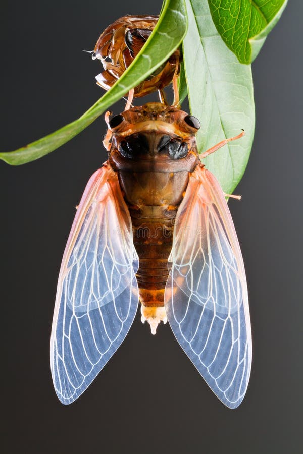 Cicada eclosion 5