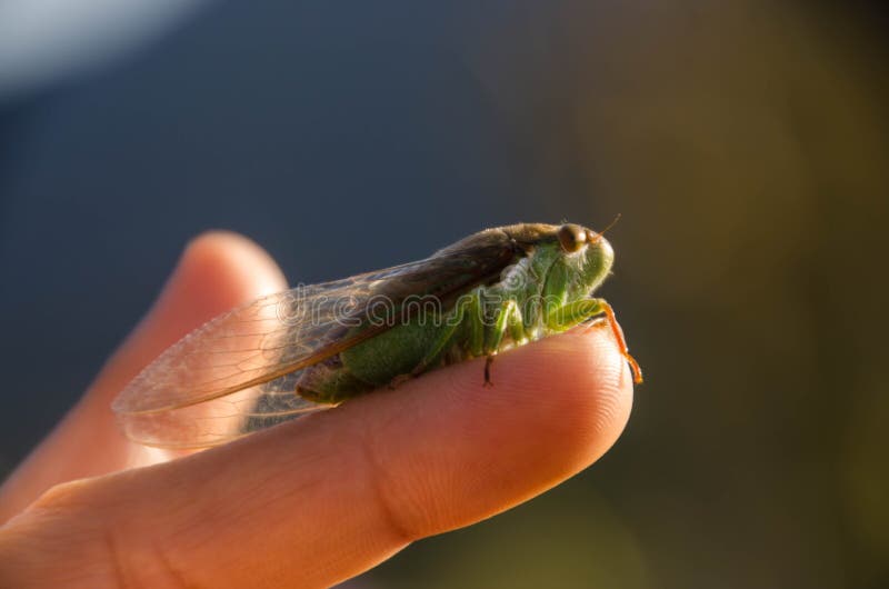 Cicada