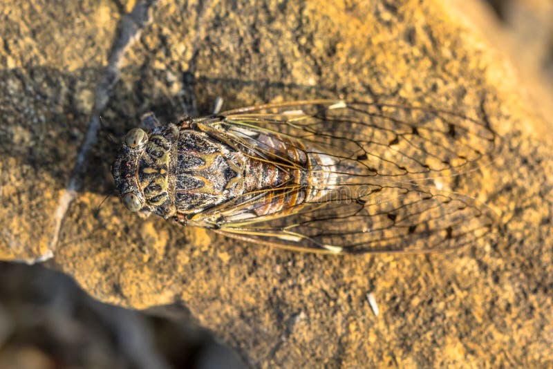 Cicada insect camouflage stock photography Cicada insect camouflage stock photography