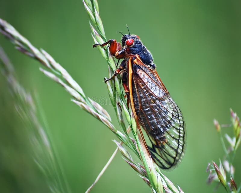 A cicada insect on a green background with a blade of grass. The cicada bug is often called a locust. Plenty of room for copy. A cicada insect on a green background with a blade of grass. The cicada bug is often called a locust. Plenty of room for copy.
