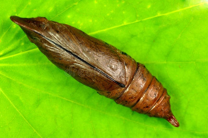 Close up cicada larva on green leaf.